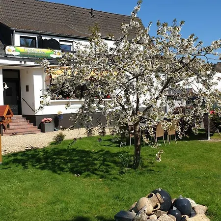 Eifelblümchen *